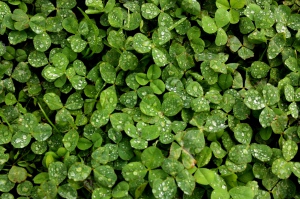Shamrocks